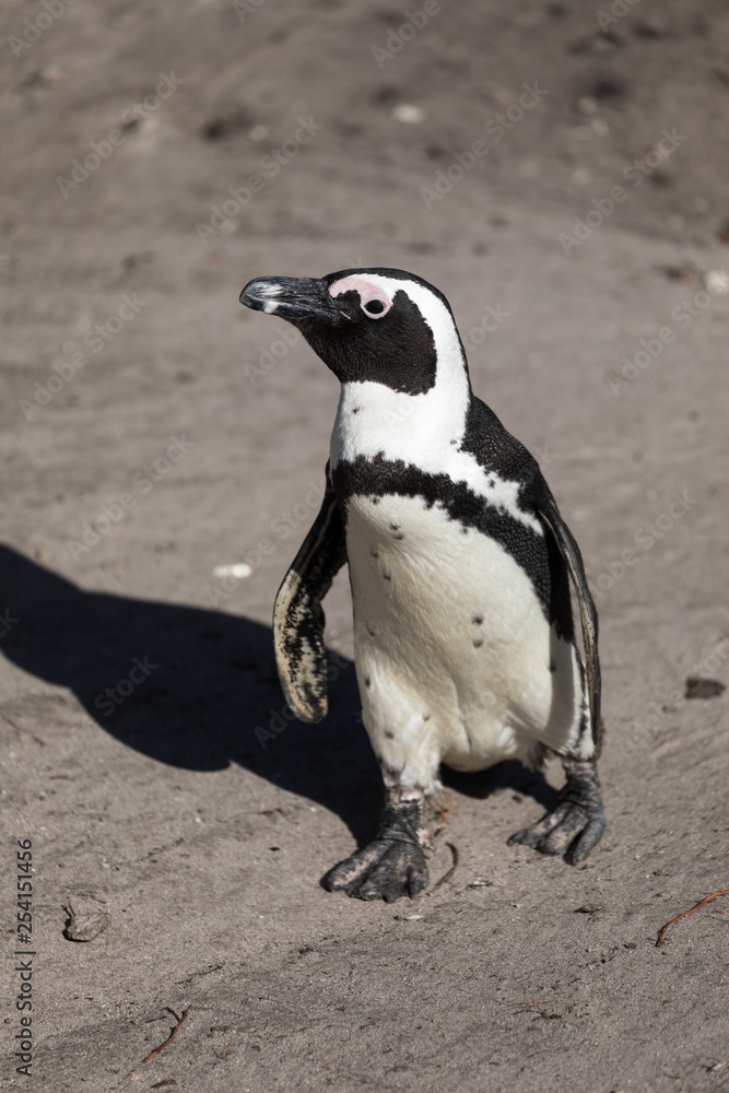 Obraz premium African Penguins at Stony Point Nature Reserve in Bettys Bay, close to Hermanus in Cape Town South Africa