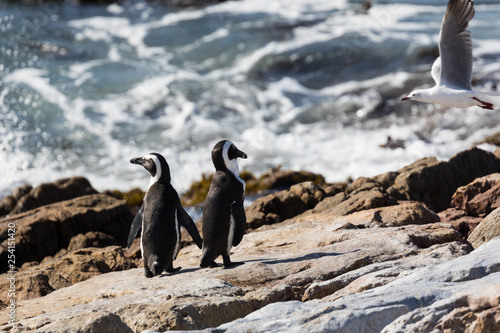 African Penguins at Stony Point Nature Reserve in Bettys Bay, close to Hermanus in Cape Town South Africa