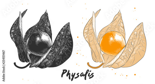 Vector engraved style illustration for posters, decoration, packaging and print. Hand drawn sketch of physalis fruit in monochrome and colorful. Detailed vegetarian food drawing.