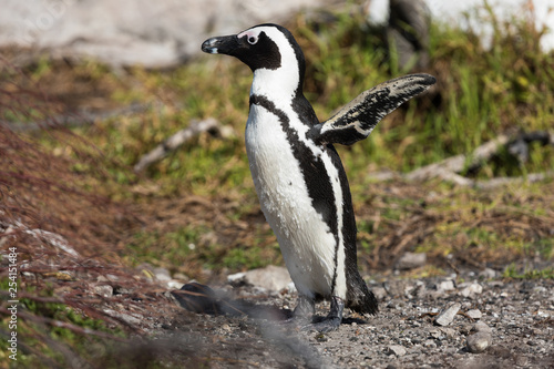 African Penguins at Stony Point Nature Reserve in Bettys Bay  close to Hermanus in Cape Town South Africa