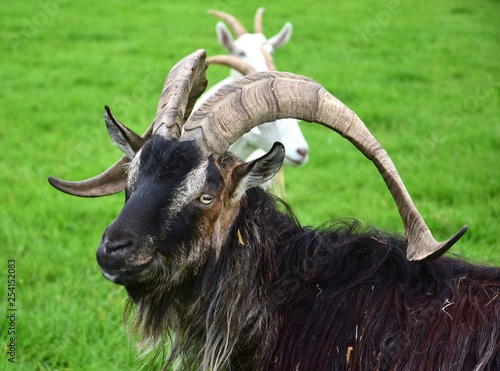 Portrait of an impressive male goat.