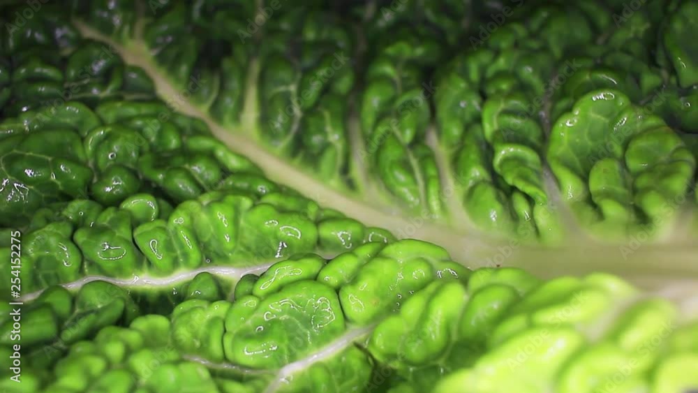 Kale cole leaf closeup texture video on rolling rotating looping plate Kale cole leaf closeup texture video on rolling rotating looping plate