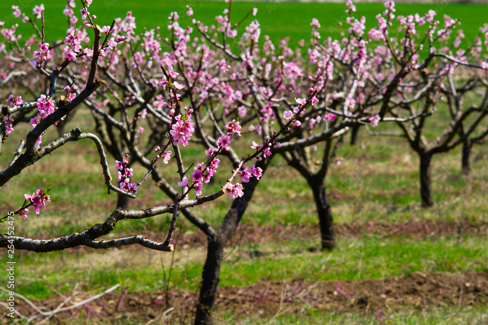 Obraz premium Peach orchard at spring