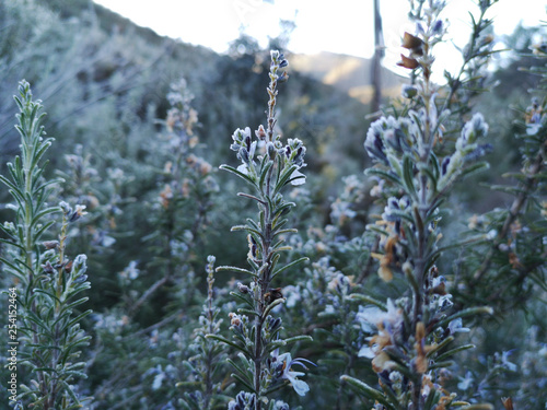 Mountains plants with hoarfrost