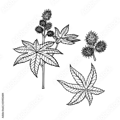 Linear set of castor. Vector line drawing