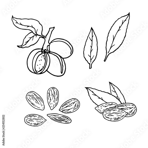Linear set of almond nuts. Vector line drawing