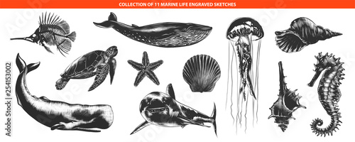 Vector engraved style sea life animals collection for posters, decoration and print, logo. Hand drawn sketches of in monochrome isolated on white background. Detailed vintage woodcut style drawing.