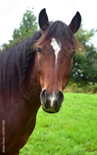 Portrait of a horse in Ireland.
