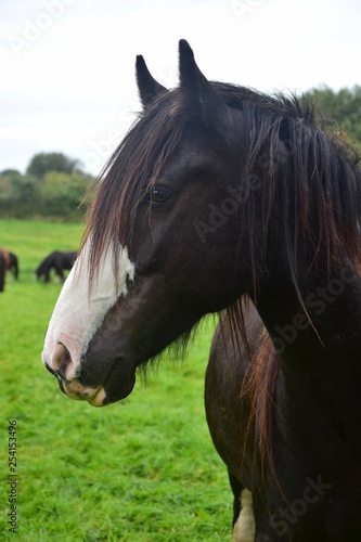 Portrait of a beautiful black horse in Ireland.