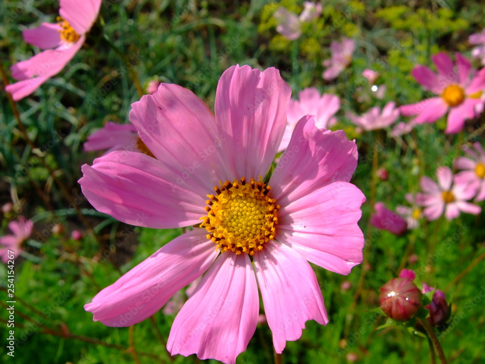 Lush flowers. Sunny summer. Macro mode. Lush flowers. Sunny summer. Macro mode.