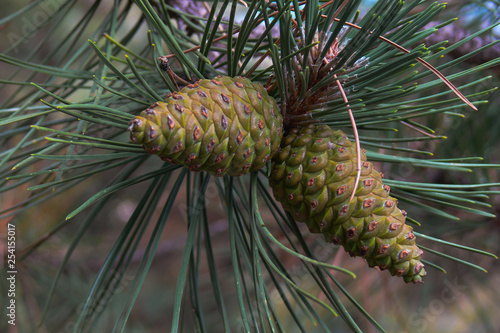 ramo di pino marittimo (Pinus pinaster) ,primo piano pigne