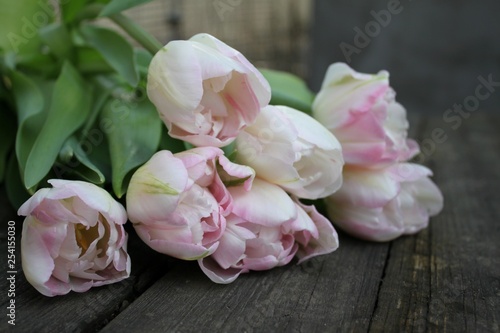 Beautiful delicate soft pink fresh natural bouquet of spring tulip macro