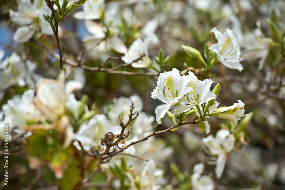 Bauhinia blakeana, Orchid Tree. Bauhinia blakeana, Orchid Tree.