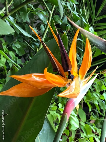 oiseau du paradis en fleur