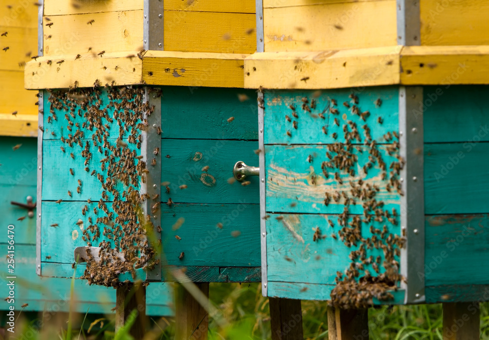 after hibernation bees fly out of hives after hibernation bees fly out of hives