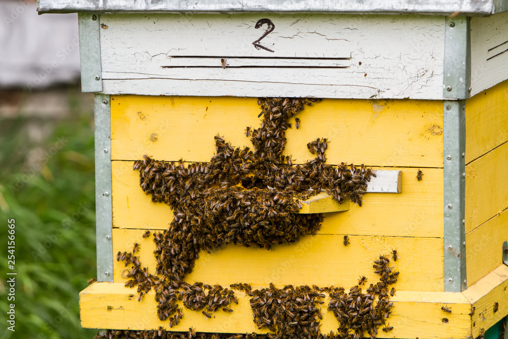 large numbers of bees at the entrance to the hive large numbers of bees at the entrance to the hive