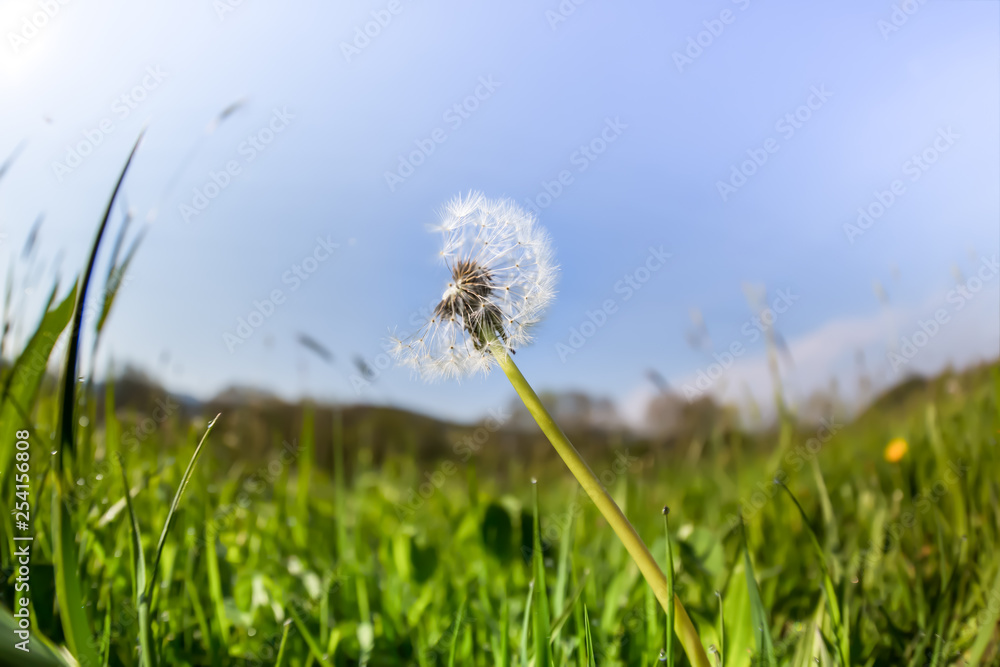 A dandelion on a green meadow, deep perspective A dandelion on a green meadow, deep perspective