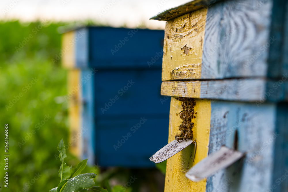 bees swarming near the entrance to the hive bees swarming near the entrance to the hive