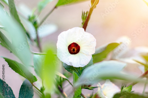 Okra flowers in the garden during the summer.