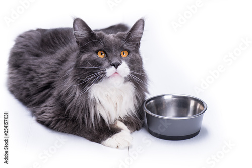 Gray cat.  Maine Coon breed, sits on a white table next to a bowl for eating.