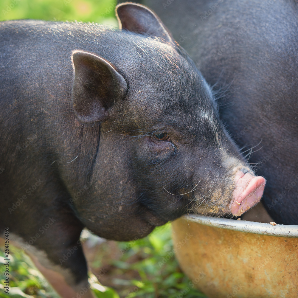 Little pig waiting for feed on the farm. pigs in a stall. Portrait of an animal.Pig closeup on a background of nature. Black pig Little pig waiting for feed on the farm. pigs in a stall. Portrait of an animal.Pig closeup on a background of nature. Black pig