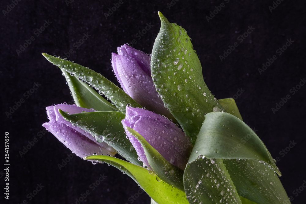 Lilac tulips in water drops on a dark background Lilac tulips in water drops on a dark background