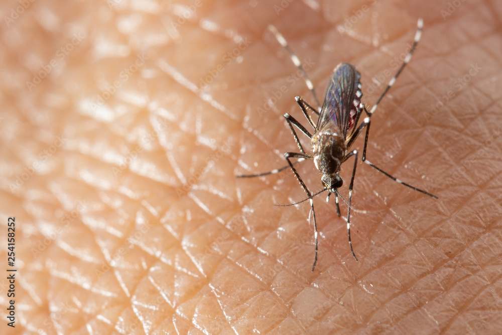Aedes aegypti or yellow fever mosquito sucking blood on skin,Macro close up show markings on its legs and a marking in the form of a lyre on the upper surface of its thorax Aedes aegypti or yellow fever mosquito sucking blood on skin,Macro close up show markings on its legs and a marking in the form of a lyre on the upper surface of its thorax