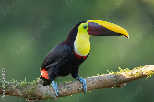 Yellow-breasted toucan in the wild