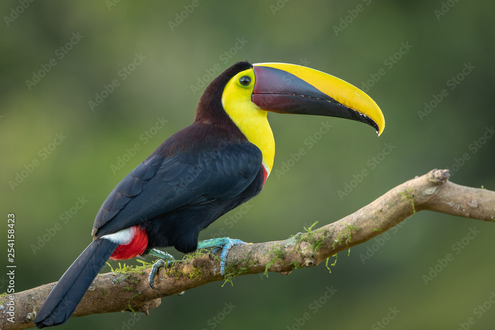 Naklejka premium Tukan żółtodzioby na wolności