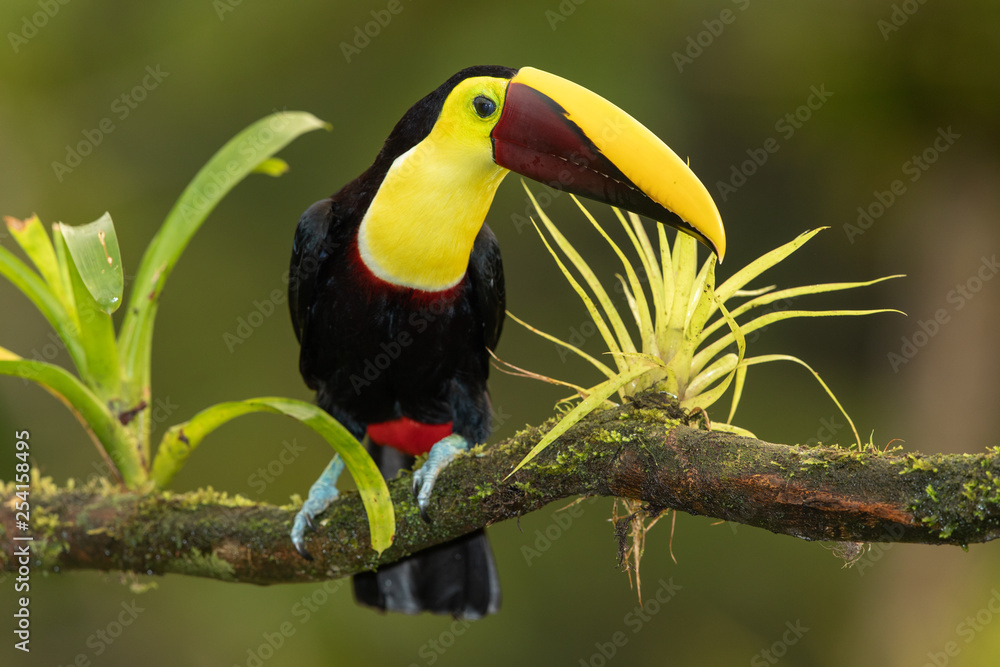 Yellow-breasted toucan in the wild Yellow-breasted toucan in the wild