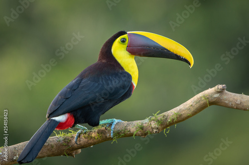 Yellow-breasted toucan in the wild © Wim