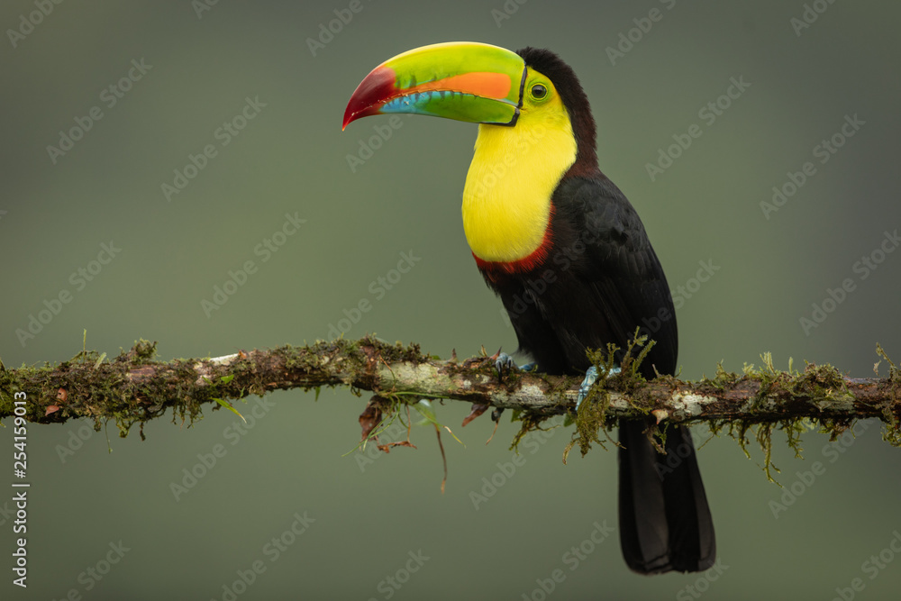 Fototapeta premium Keel-billed toucan in the wild