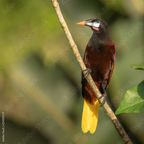 Montezuma oropendola in the wild photo