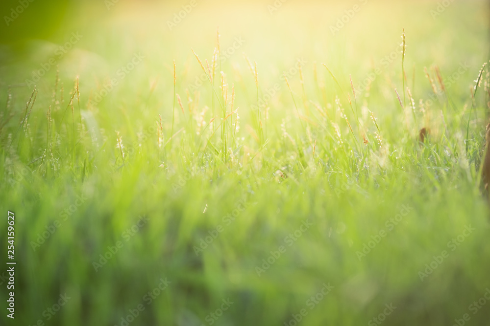 Close up beautiful view of nature green grass on blurred greenery tree background with sunlight in public garden park. It is landscape ecology and copy space for wallpaper and backdrop. Close up beautiful view of nature green grass on blurred greenery tree background with sunlight in public garden park. It is landscape ecology and copy space for wallpaper and backdrop.