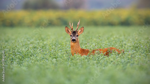 Roe deer  capreolus capreolus  buck in tall clover wet from dew. Wild animal in nature early in the morning. Mammal on agricultural field with space for copy.