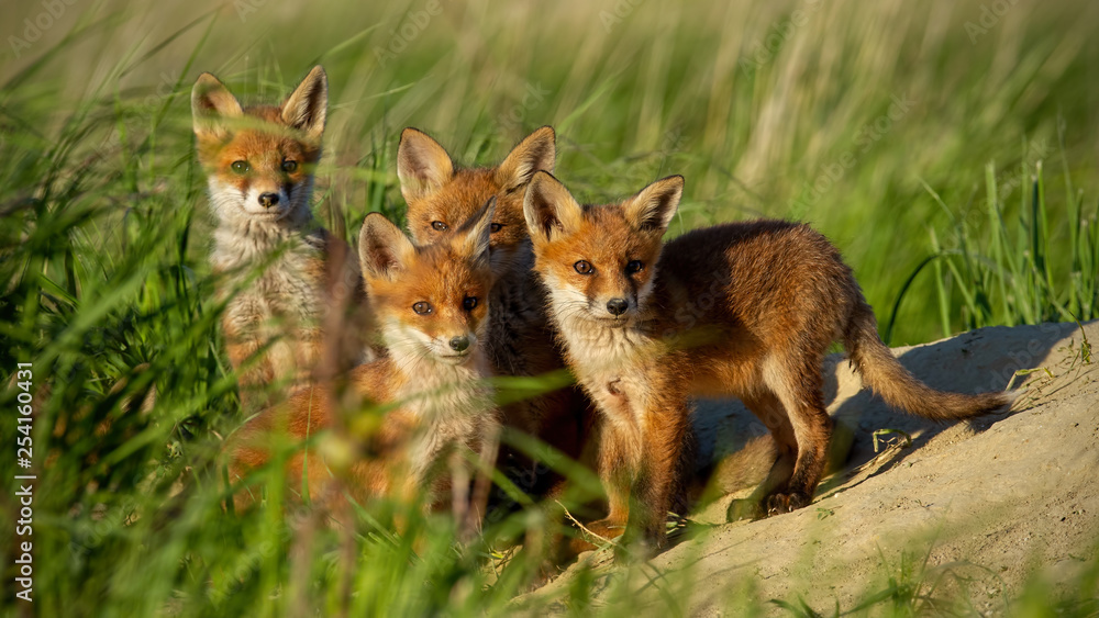 Red fox, vulpes vulpes, small young cubs near den curiously staring towards camera. Cute little wild predators in natural environment. Animal siblings in wilderness.