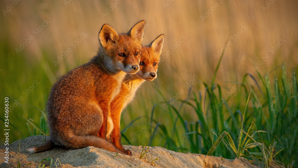 Fototapeta premium Red fox, vulpes vulpes, little cubs near den sitting close together. Cute little wild predators in natural environment. Animal family in nature with space for copy.