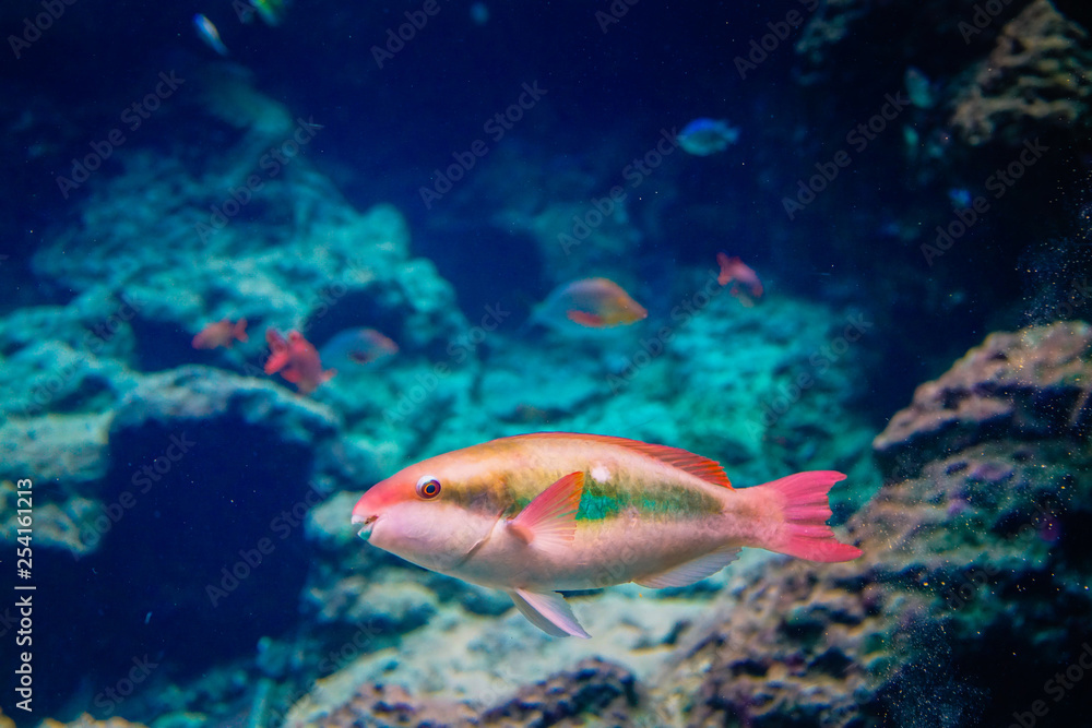 A smiling tropical fish A smiling tropical fish