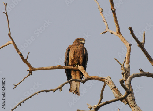 Falcon on tree