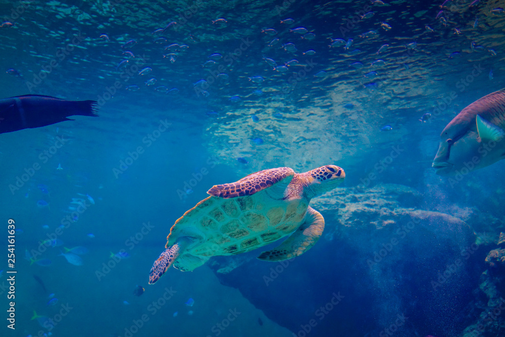 Obraz premium Aquarium Turtles