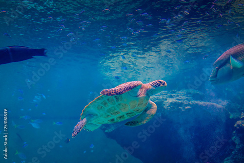 Aquarium Turtles