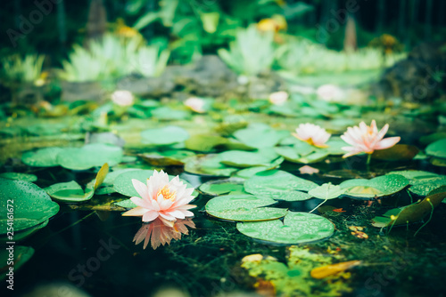 Lotus Pool in Botanical Garden