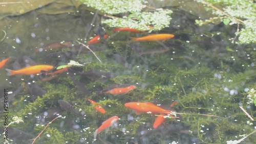 Pondfish and birdsong