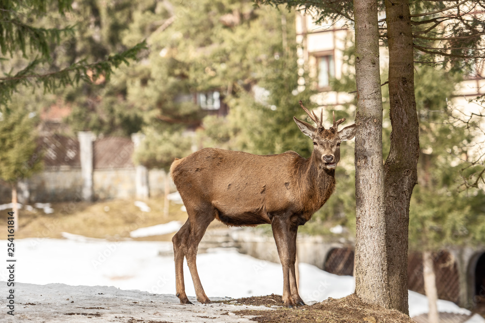 Fototapeta premium Peaceful deer resting under a tree in winter time, cold winter day