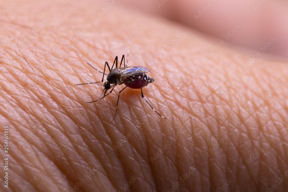 Aedes aegypti or yellow fever mosquito sucking blood on skin,Macro close up show markings on its legs and a marking in the form of a lyre on the upper surface of its thorax Aedes aegypti or yellow fever mosquito sucking blood on skin,Macro close up show markings on its legs and a marking in the form of a lyre on the upper surface of its thorax