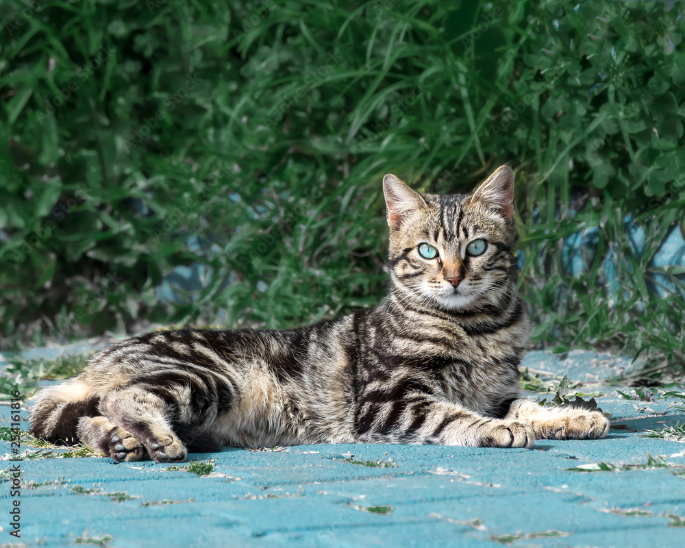 Portrait of a beautiful gray striped fluffy kitten with blue eyes, lying against a green bush and looking into the camera Portrait of a beautiful gray striped fluffy kitten with blue eyes, lying against a green bush and looking into the camera