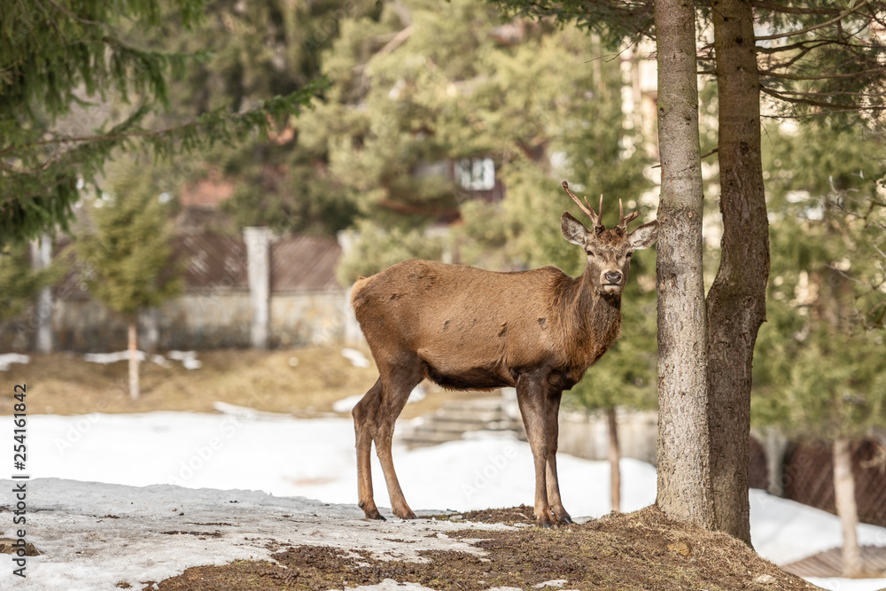 Peaceful deer resting under a tree in winter time, cold winter day Peaceful deer resting under a tree in winter time, cold winter day