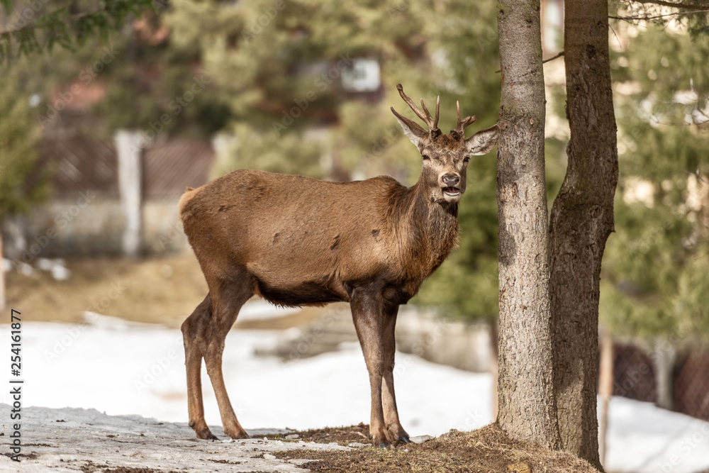 Fototapeta premium Peaceful deer resting under a tree in winter time, cold winter day