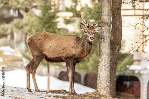 Fototapeta Naklejka Na Ścianę i Meble -  Peaceful deer resting under a tree in winter time, cold winter day