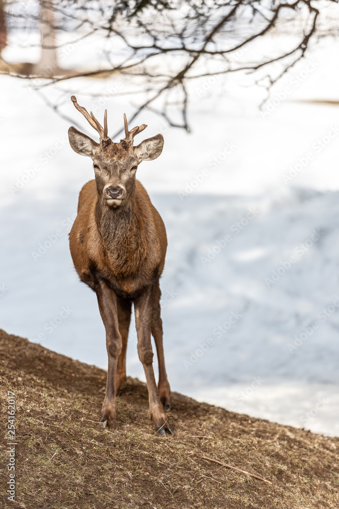 Peaceful deer resting under a tree in winter time, cold winter day